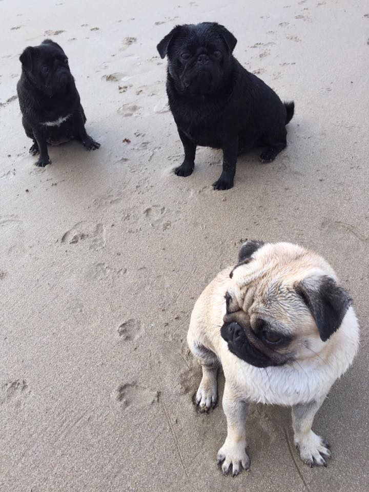 pugs on the beach